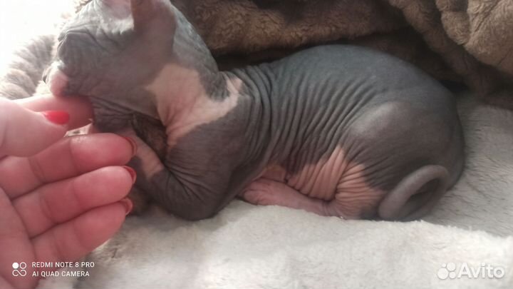 Канадский сфинкс котенок