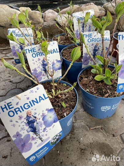 Гортензия саженцы