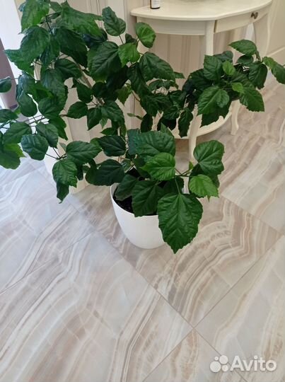 Гибискус китайская роза