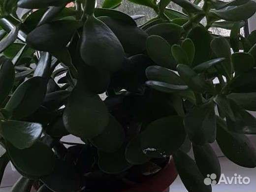 Толстянка-Денежное дерево