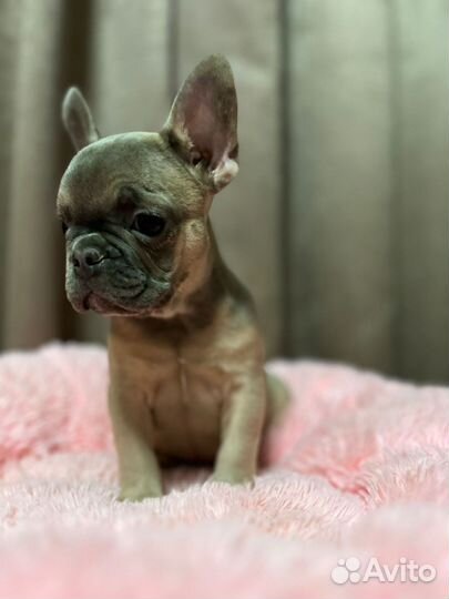 Французский бульдог