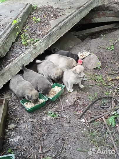 Помогите пристроить малышей