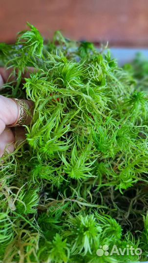 Мох сфагнум живой