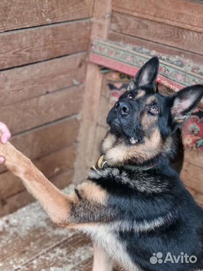 Собака пёс из приюта