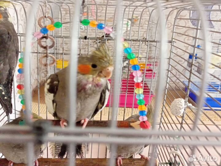 Попугай корелла птенцы