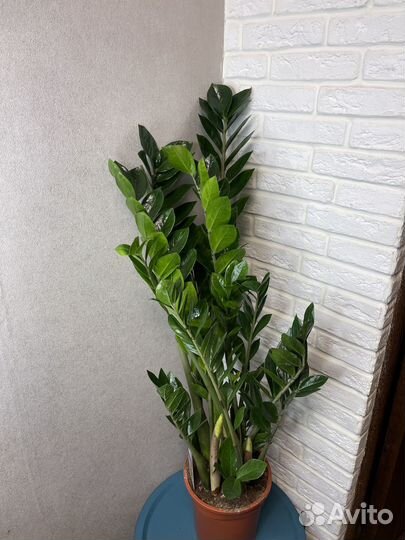 Замиокулькас долларовое дерево комнатные цветы