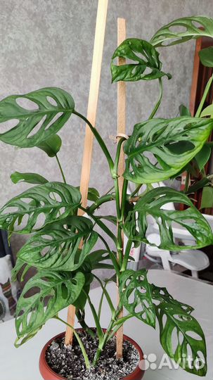 Монстера манки