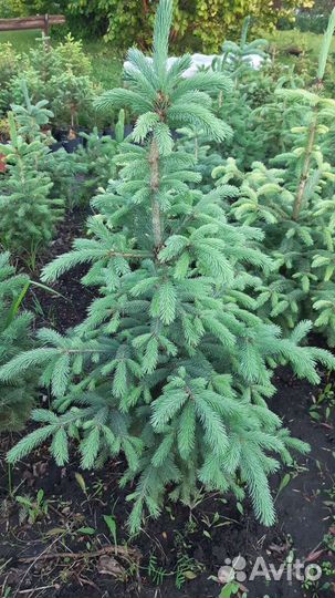 Ель Энгельмана (glauca)