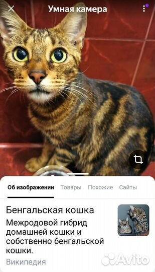 Отдам в добрые руки подростка бенгала