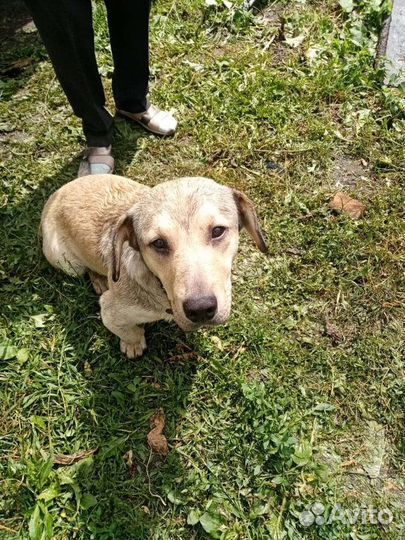 Барон ищет дом