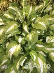 Хоста варигатная