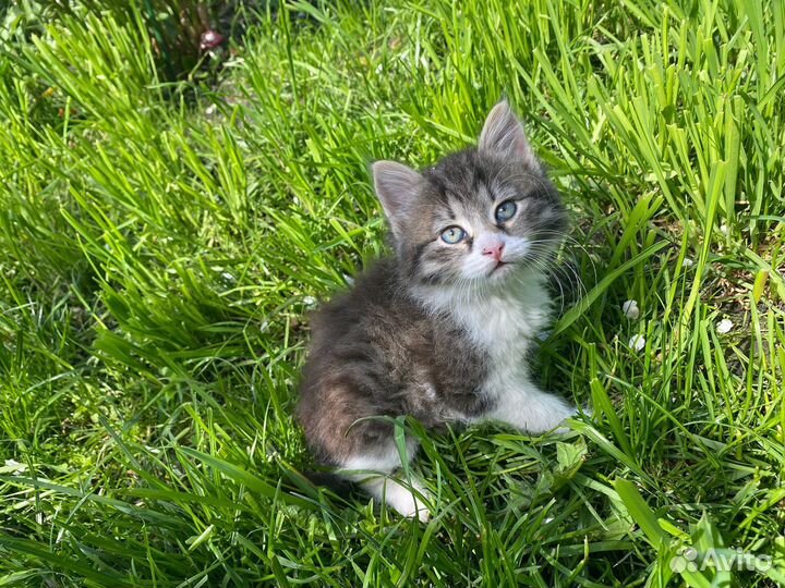 Котенок 2 мес