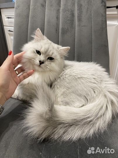 Вязка шотландский хайленд страйт кот опытный