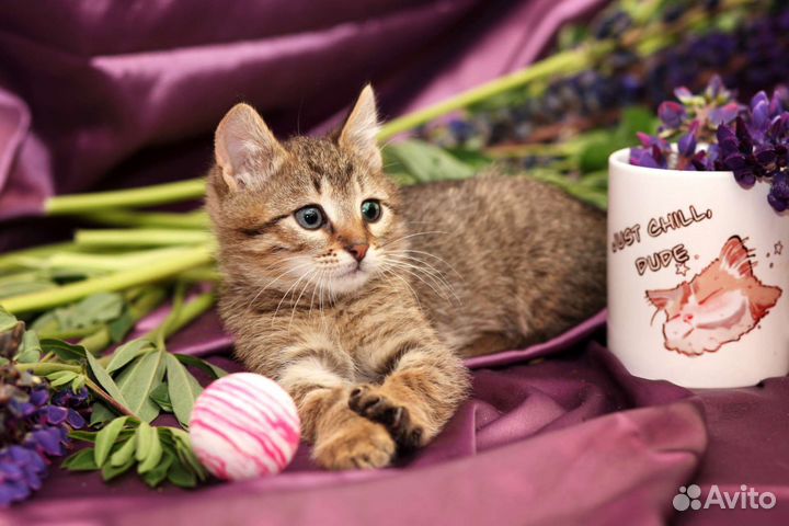 Шпротик в добрые руки