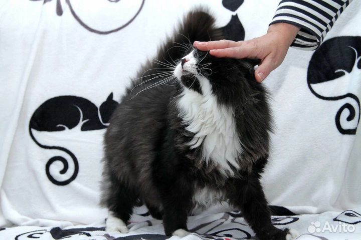 Кот Арчи около 4,5 -5 лет