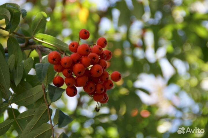 Саженцы рябины Эдулис