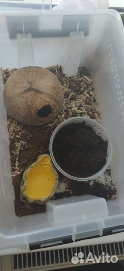 Змея маисовый полоз
