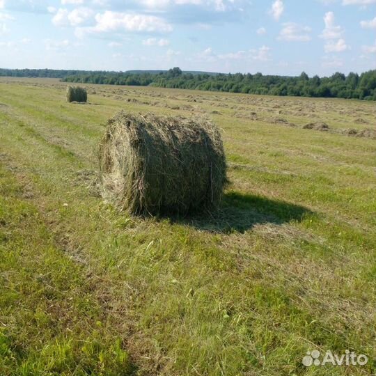 Сено в рулонах