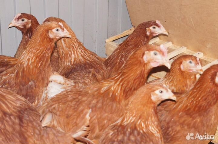 Бройлер, Утёнок, Несушка