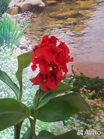 Канна индийская