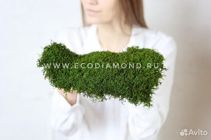 Мох пластовой стабилизированный