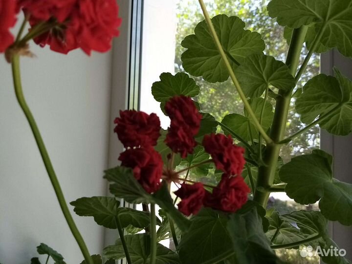 Герани : красная, розовая, алая