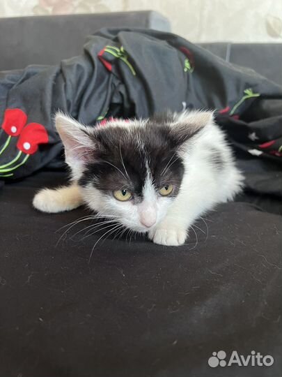 Котенок
