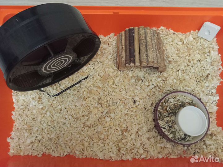 Клетка с хомяками