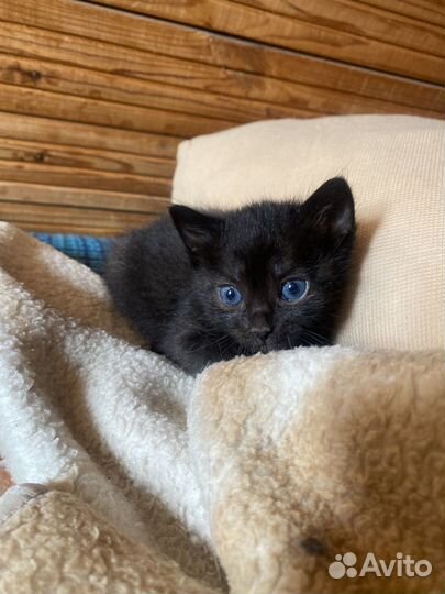 Котенок девочка бесплатно