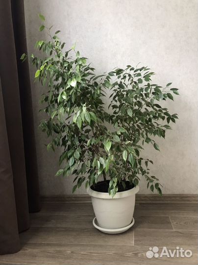 Фикус бенджамина
