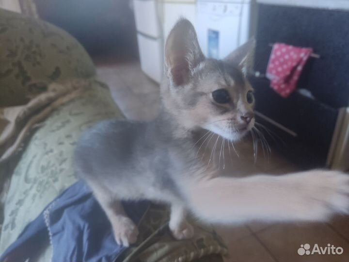 Абиссинские котята
