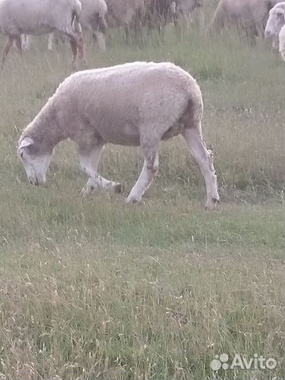 Овцы бараны