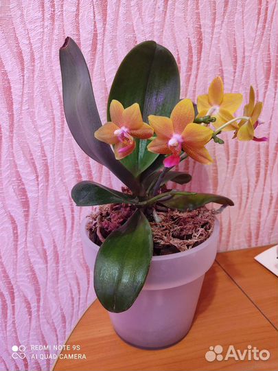 Орхидеи разные