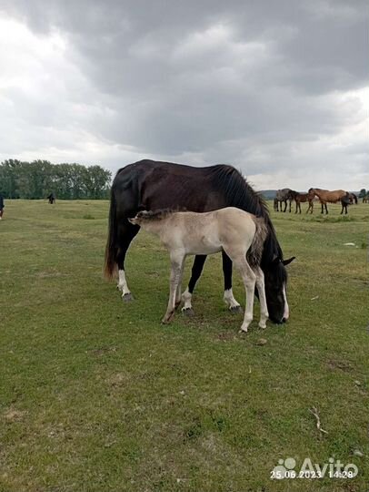 Кобыла с жерибёнком