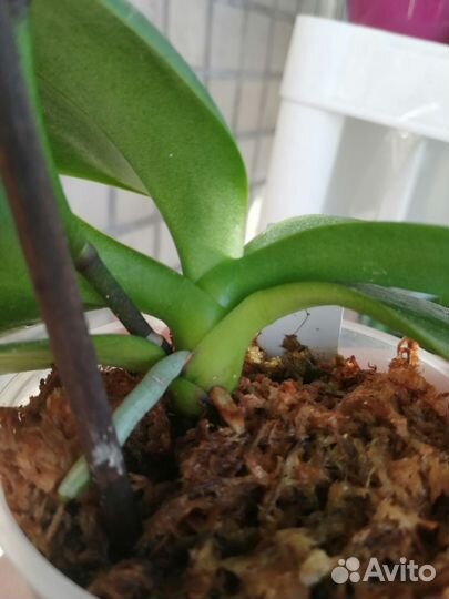 Орхидея фаленопсис