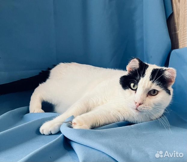 Котик Мурзик в добрые руки (окрас белочерный)
