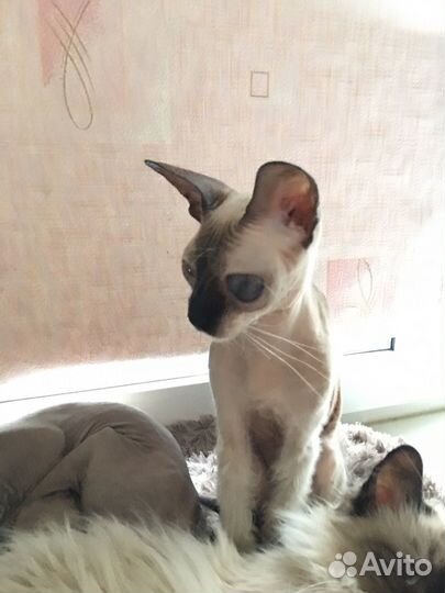 Кошечка Муся