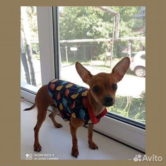 Одежда и ошейник для маленьких собак