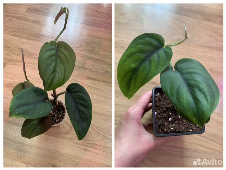 Сциндапсус, филодендрон