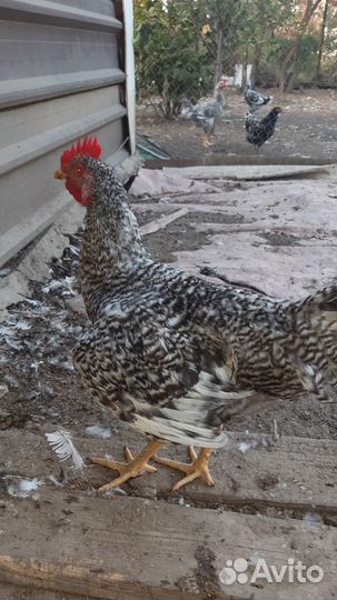 Молодые петухи