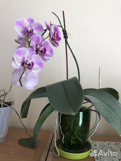 Орхидея