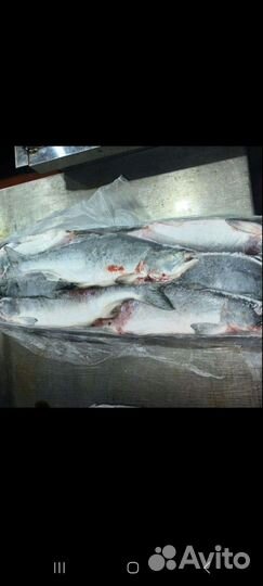 Горбуша, нерка, форель