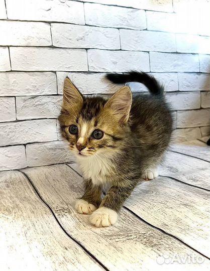 Рея ищет дом