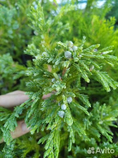 Можжевельник Блю Карпет (Blue Carpet)