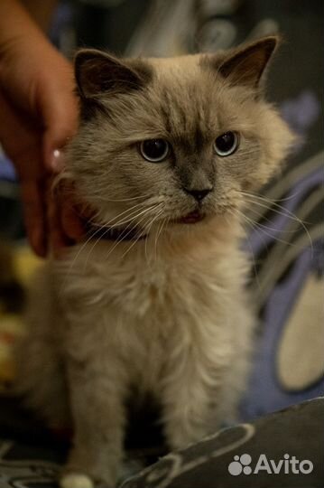 Невская маскарадная