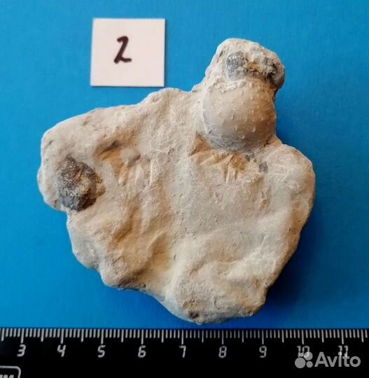 Палеонтология окаменелость Девонское дно