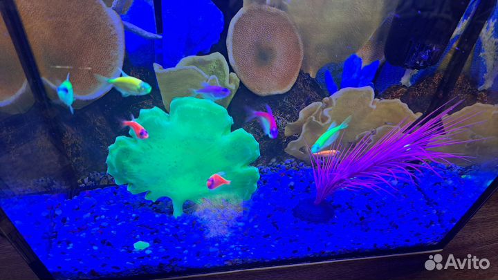 Аквариум 20л со всем содержимым