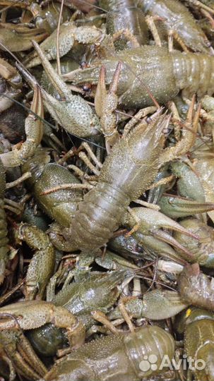 Раки живые
