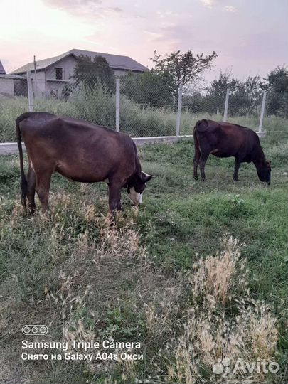 Коровы дойные с телятами