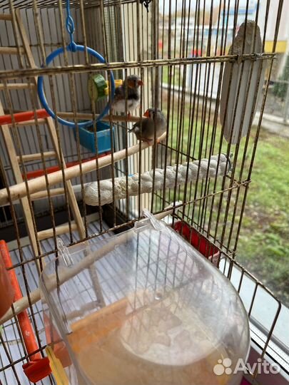 Амадины зебровые (австралийские воробьи)